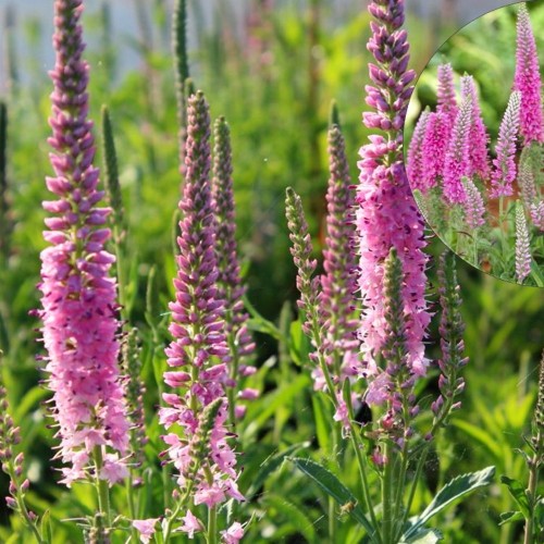 Veronica spicata 'Rosa Zwerg' - Kassisaba 'Rosa Zwerg' P9/0,55L